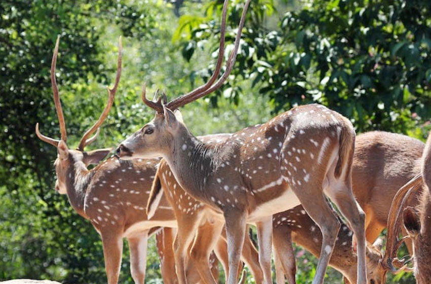 Chandigarh to Dalhousie Day Escape