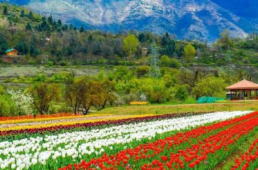 Srinagar Tour Taxi