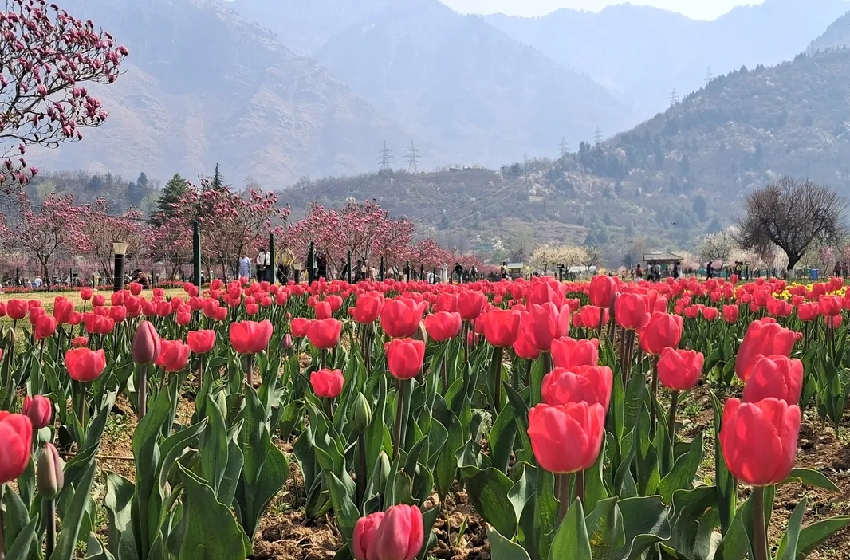 Amritsar to Srinagar Kashmir Tour